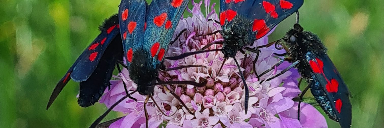 Leinahh's profile banner image