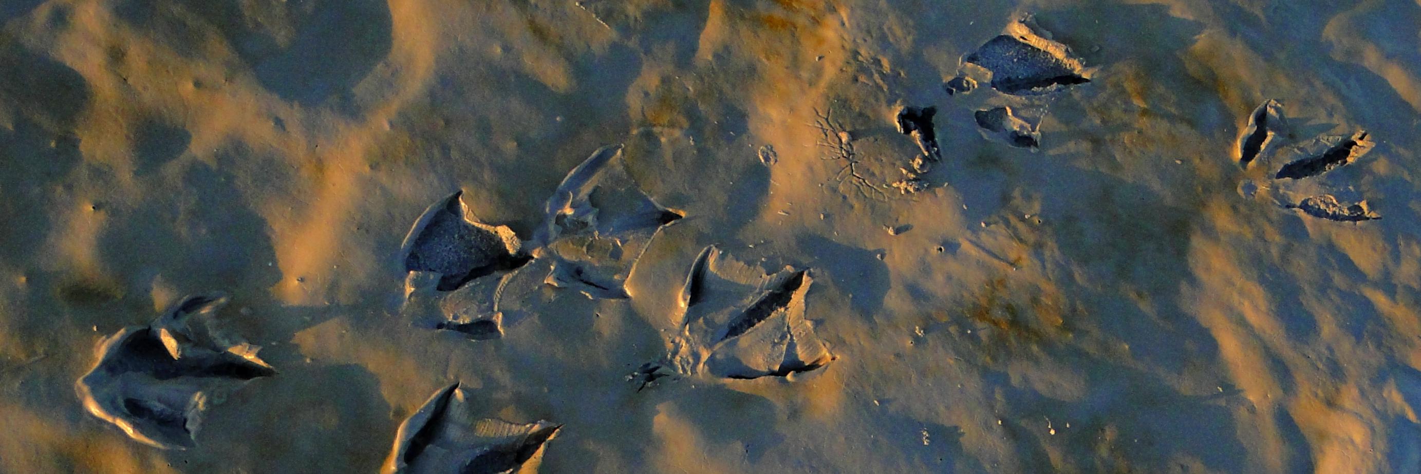 Marion Beaufils banner