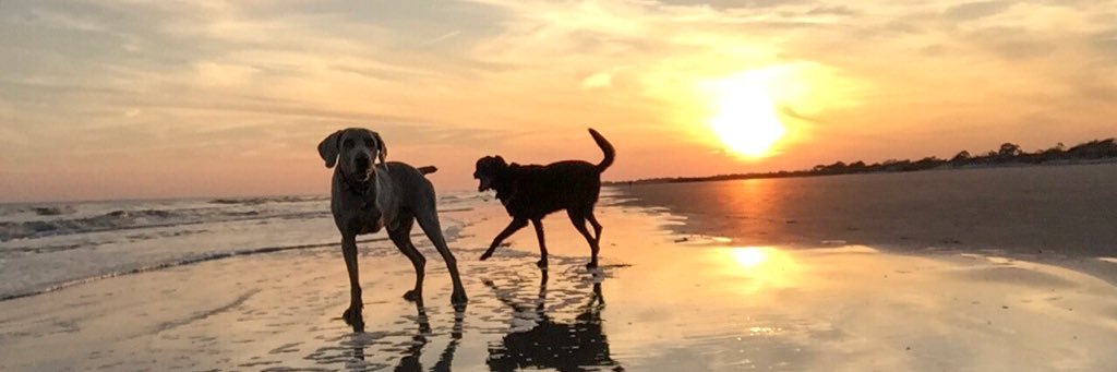 Kayla Black, PT, DPT, CCS banner