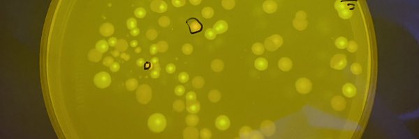 EvoGibbs Profile Banner