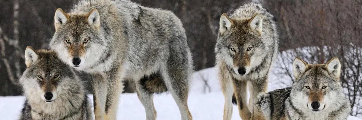 TeamWolfpack2k's profile banner image