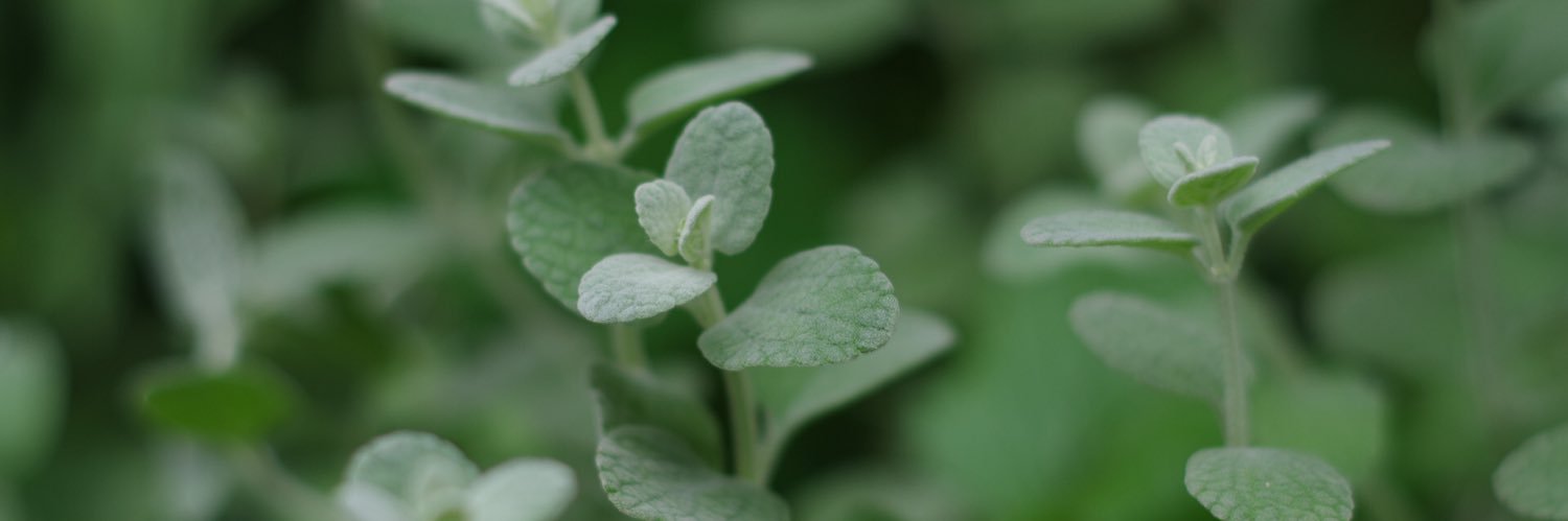 myrtuscommusis's profile banner image