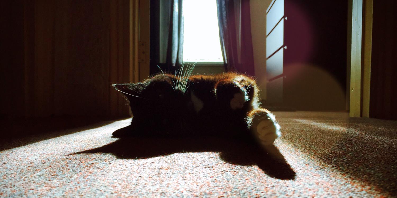 Craig Michael  Ⓥ banner