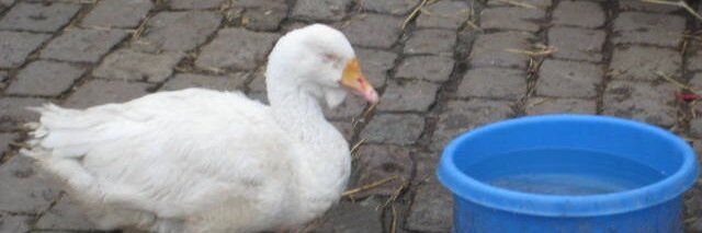 Alice Panepinto banner