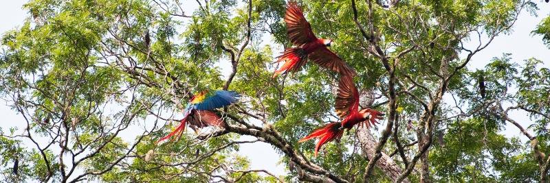 IFTAmazonia's profile banner image