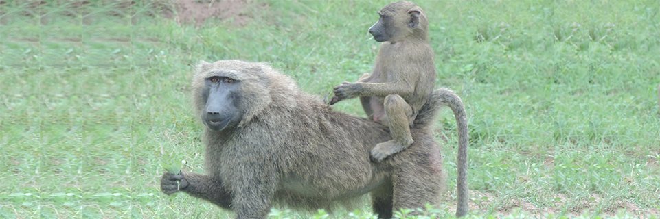 Yankari Game Reserve banner