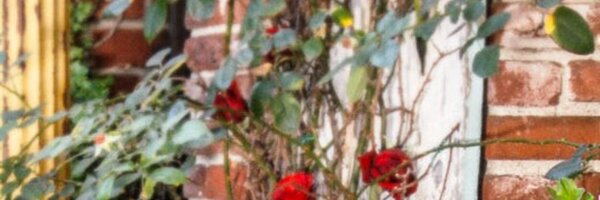 IvyRestaurants Profile Banner