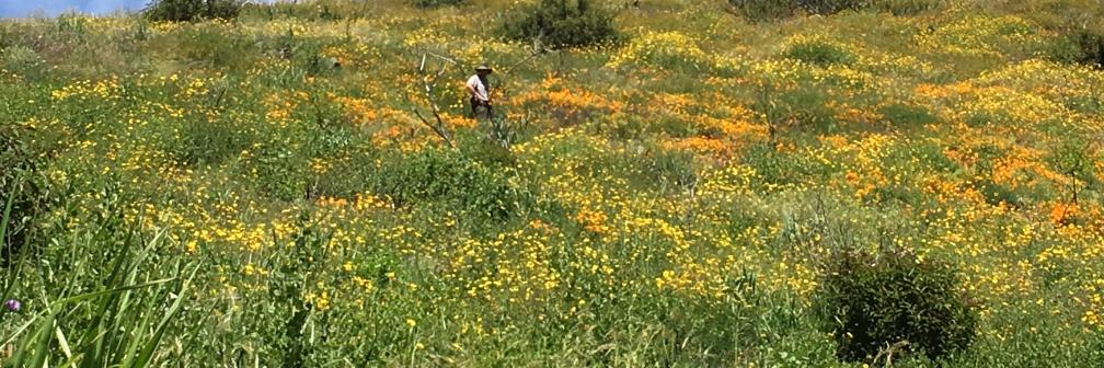 Cheri Carlson banner