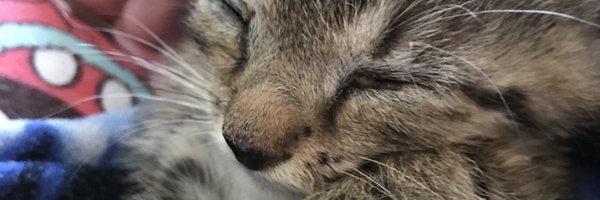 RowanTheMagnif1 Profile Banner