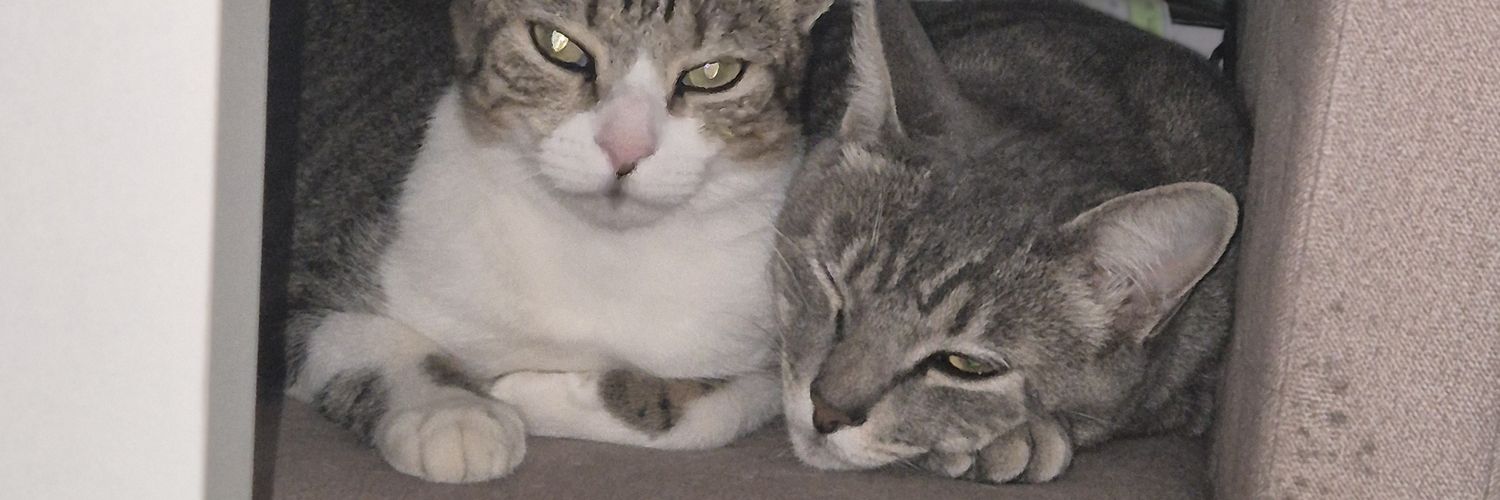 paiauser's profile banner image