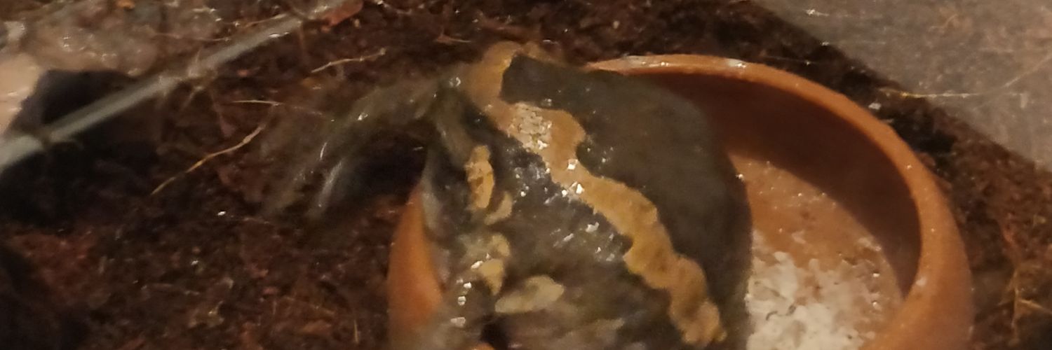 justcallmebro's profile banner image