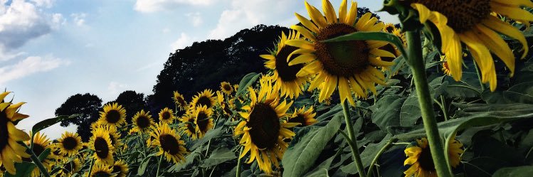 kaaawamooo's profile banner image