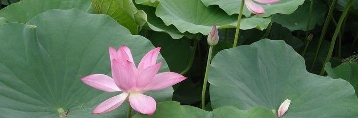 莲花 banner