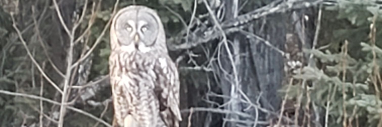 SuetsawSusan's profile banner image