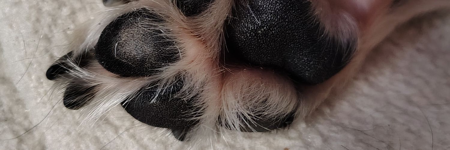 Jeanj_01's profile banner image