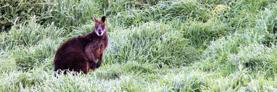 Vasudev Dehalwar banner