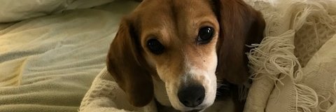 patrizzuto's profile banner image