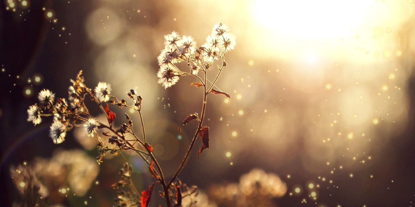 lindelschoes's profile banner image