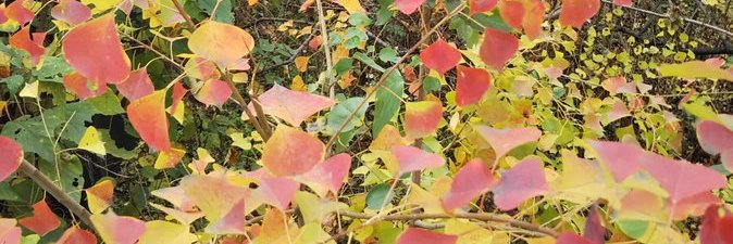 午前の紅茶's banner
