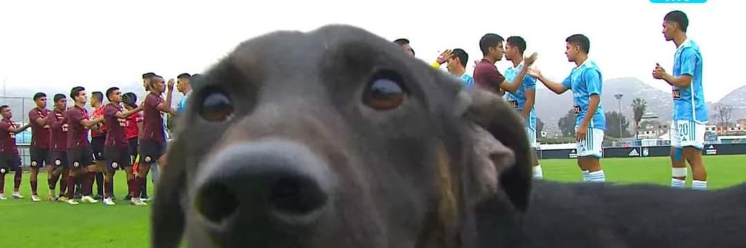 MapacheRojo_20's profile banner image