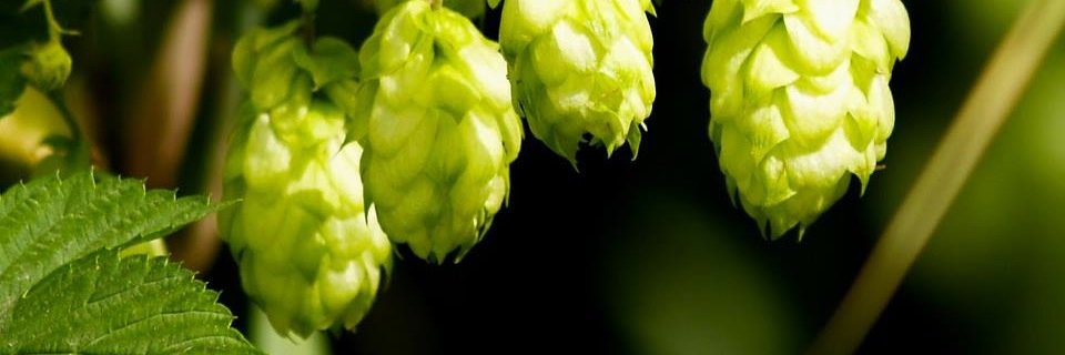 bccbnews's profile banner image