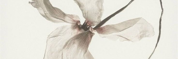 natschivee's profile banner image