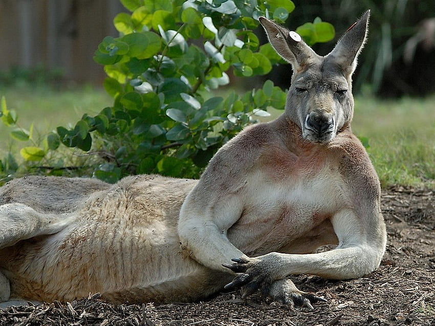Sassy Kangaroo in the Six banner