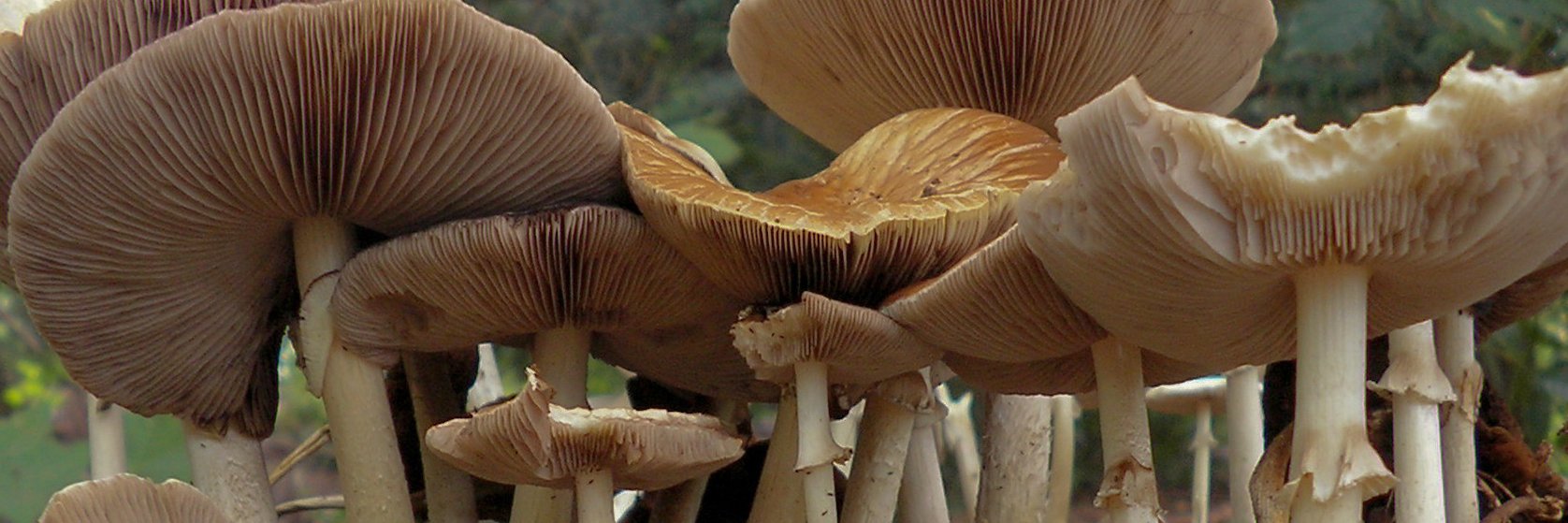 NMV-Mycologen banner