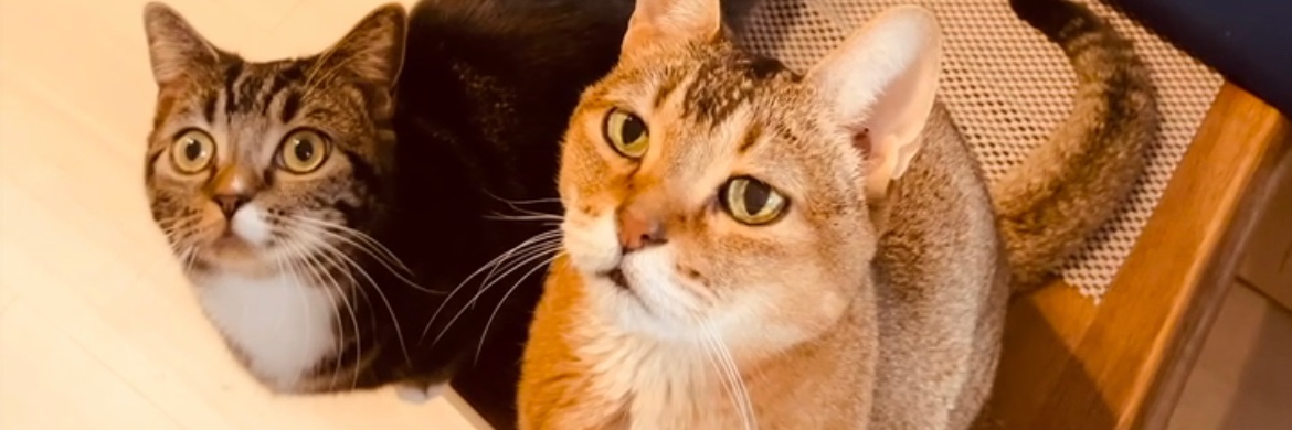 mikkegt's profile banner image