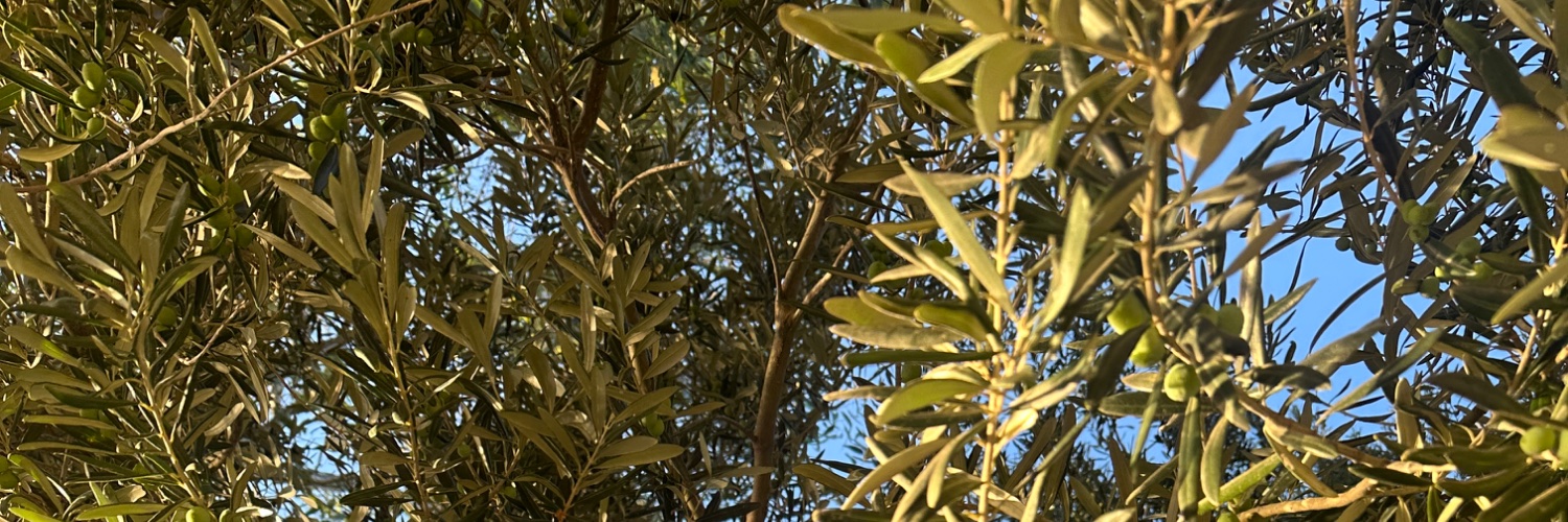 Wolfbird1208's profile banner image