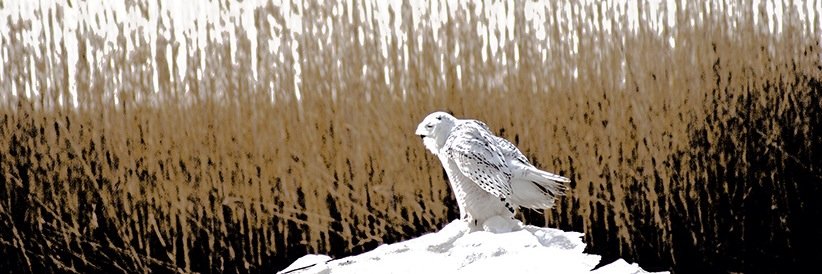 birduniverse's profile banner image