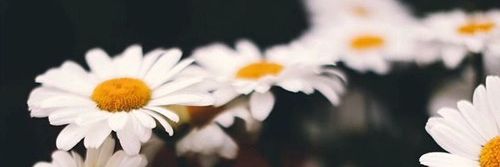 LuuNarbe's profile banner image