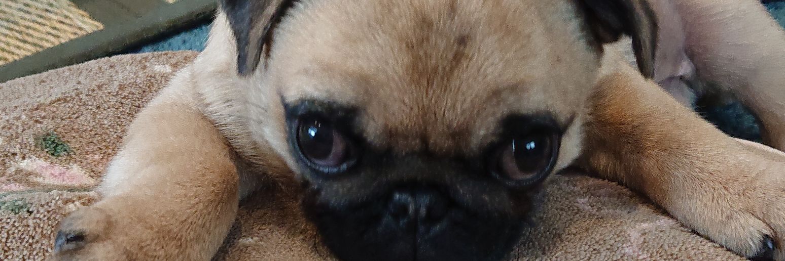sweetgucci's profile banner image