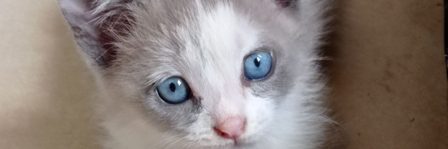 daailins's profile banner image