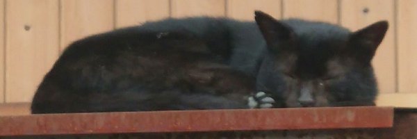 tpIAoMkZ0KLM4s7 Profile Banner