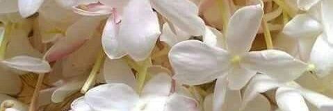 jasmin3081's profile banner image