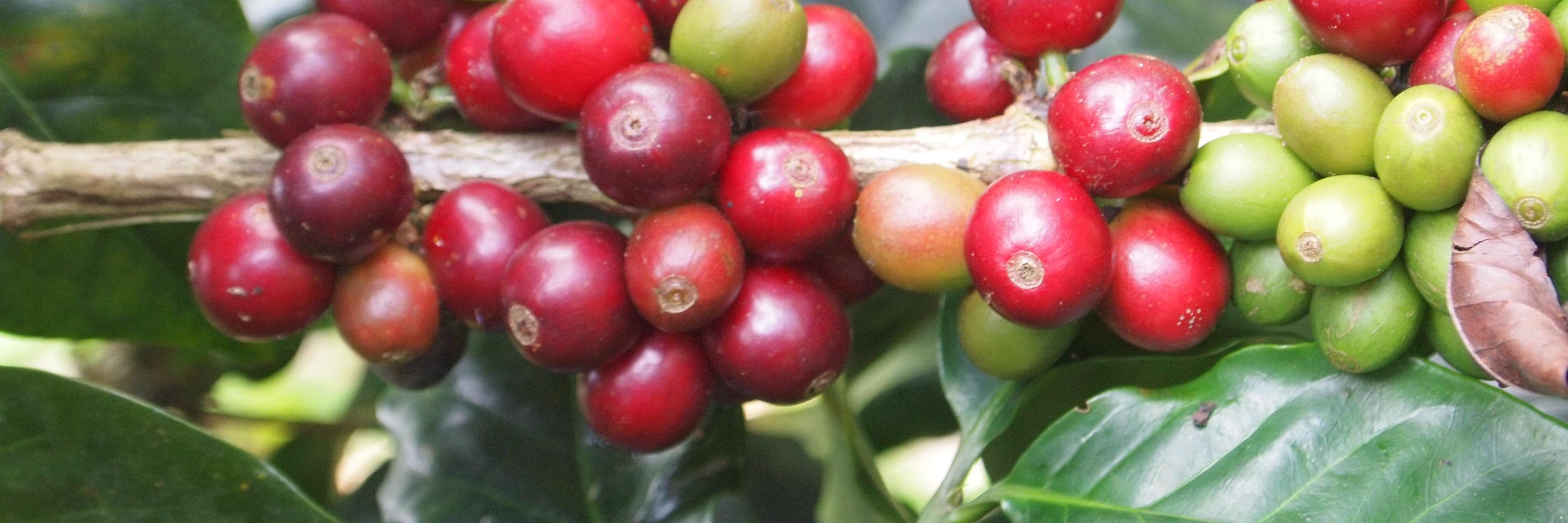 GoodKarmaCoffee's profile banner image