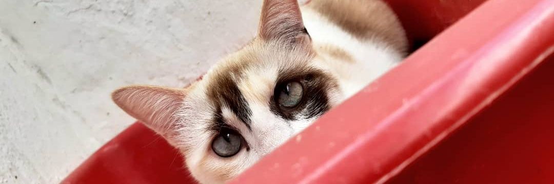 frnanda_o's profile banner image
