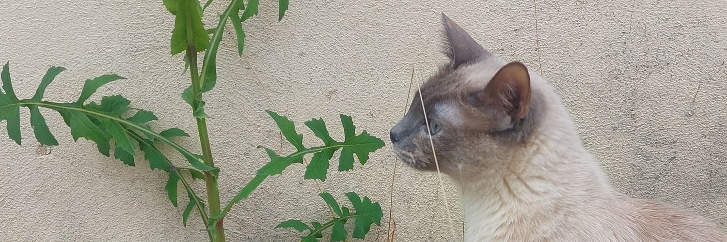 setaclaudia's profile banner image