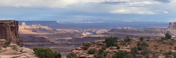 coleoptara Profile Banner