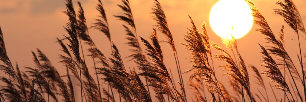 naturemeg's profile banner image