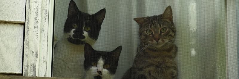 Mitsy9's profile banner image