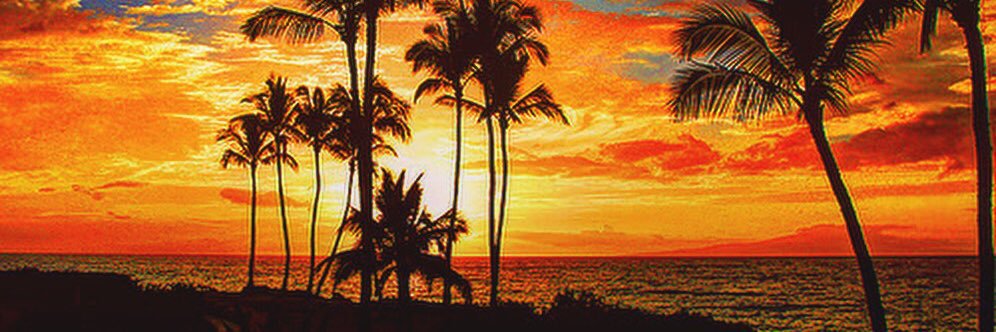 Soyloserylose's profile banner image