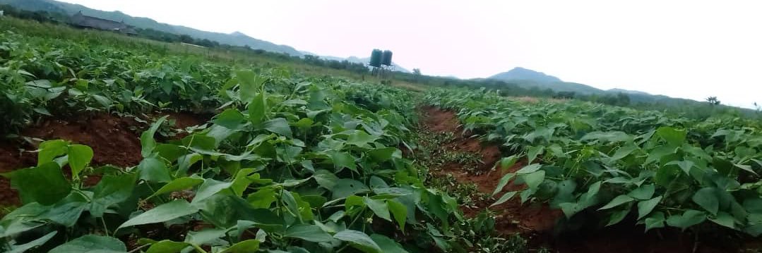 farm215Zviyambe banner