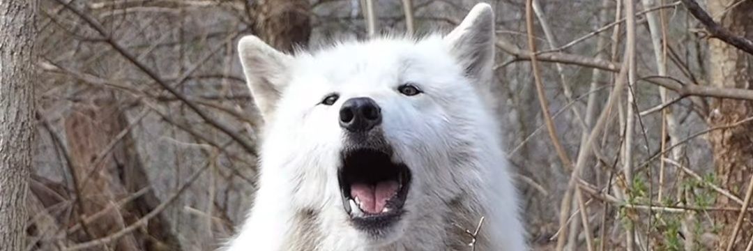 BearBoss17's profile banner image