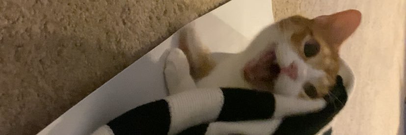 dphollings's profile banner image