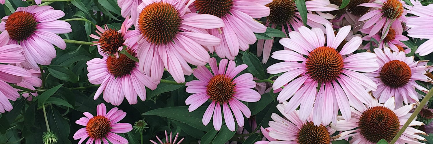 _sarahnelson_'s profile banner image