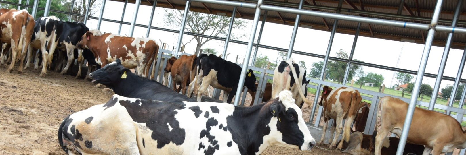 Mbarara Zonal Agric Research and Devt Institute banner
