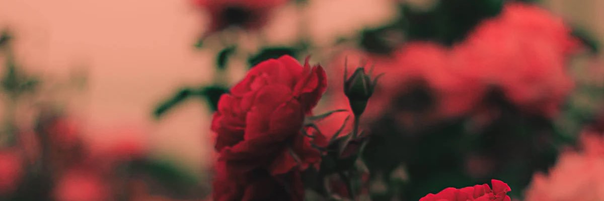 askarradika's profile banner image