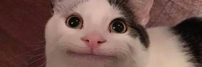 cattobear00's profile banner image